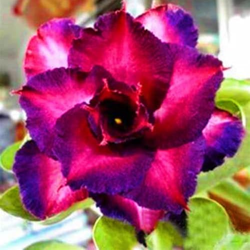 Seltene Wüstenrose Winterhart WüStenrosenknolle Winterhart Seltene Wüstenrose Schnelles Wachstum Schönes Bepflanzen von Staudengärten-1knolle-d von IIEDGE