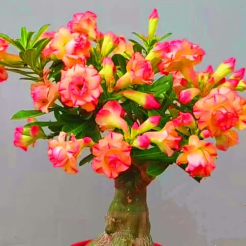 Seltene Wüstenrose Winterhart WüStenrosenknolle Winterhart Seltene Wüstenrose Schnelles Wachstum Schönes Bepflanzen von Staudengärten-1knolle-f von IIEDGE