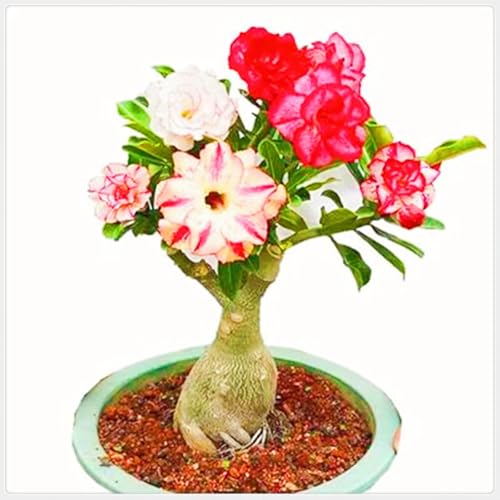 Seltene Wüstenrose Winterhart WüStenrosenknolle Winterhart Seltene Wüstenrose Schnelles Wachstum Schönes Bepflanzen von Staudengärten-1knolle-j Seltene Wüstenrose Winterhart WüStenrosenknolle Winterhart Seltene Wüstenrose Schnelles Wachstum Schönes Bepflanzen von Staudengärten-1knolle-j von IIEDGE