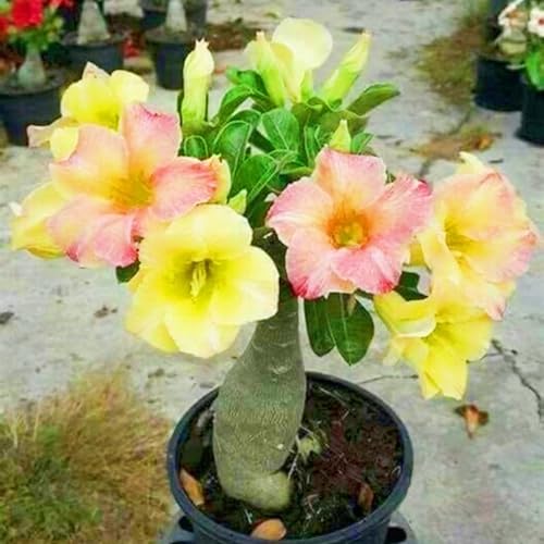 Seltene Wüstenrose Winterhart WüStenrosenknolle Winterhart Seltene Wüstenrose Schnelles Wachstum Schönes Bepflanzen von Staudengärten-2knolle-b von IIEDGE