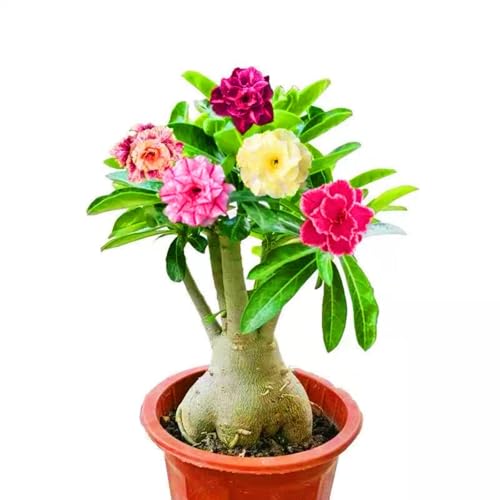 Seltene Wüstenrose Winterhart WüStenrosenknolle Winterhart Seltene Wüstenrose Schnelles Wachstum Schönes Bepflanzen von Staudengärten-3knolle-c von IIEDGE