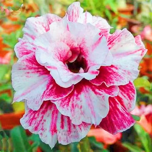 Seltene Wüstenrose Winterhart WüStenrosenknolle Winterhart Seltene Wüstenrose Schnelles Wachstum Schönes Bepflanzen von Staudengärten-3knolle-g Seltene Wüstenrose Winterhart WüStenrosenknolle Winterhart Seltene Wüstenrose Schnelles Wachstum Schönes Bepflanzen von Staudengärten-3knolle-g von IIEDGE