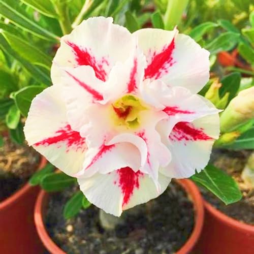 Seltene Wüstenrose Winterhart WüStenrosenknolle Winterhart Seltene Wüstenrose Schnelles Wachstum Schönes Bepflanzen von Staudengärten-5knolle-i von IIEDGE