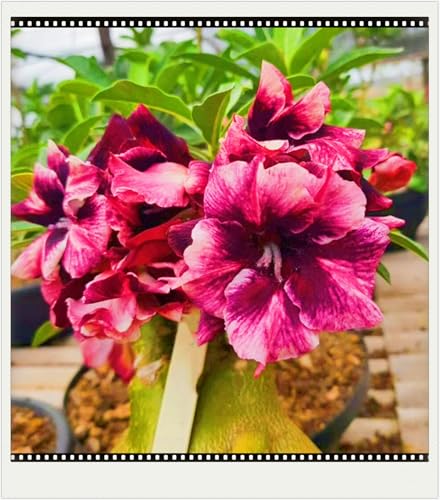 Seltene Wüstenrose Winterhart WüStenrosenknolle Winterhart Seltene Wüstenrose Schönes Bepflanzen von Staudengärten-1knolle-c Seltene Wüstenrose Winterhart WüStenrosenknolle Winterhart Seltene Wüstenrose Schönes Bepflanzen von Staudengärten-1knolle-c von IIEDGE