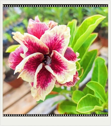Seltene Wüstenrose Winterhart WüStenrosenknolle Winterhart Seltene Wüstenrose Schönes Bepflanzen von Staudengärten-2knolle-a Seltene Wüstenrose Winterhart WüStenrosenknolle Winterhart Seltene Wüstenrose Schönes Bepflanzen von Staudengärten-2knolle-a von IIEDGE
