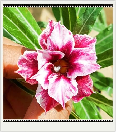 Seltene Wüstenrose Winterhart WüStenrosenknolle Winterhart Seltene Wüstenrose Schönes Bepflanzen von Staudengärten-2knolle-h Seltene Wüstenrose Winterhart WüStenrosenknolle Winterhart Seltene Wüstenrose Schönes Bepflanzen von Staudengärten-2knolle-h von IIEDGE