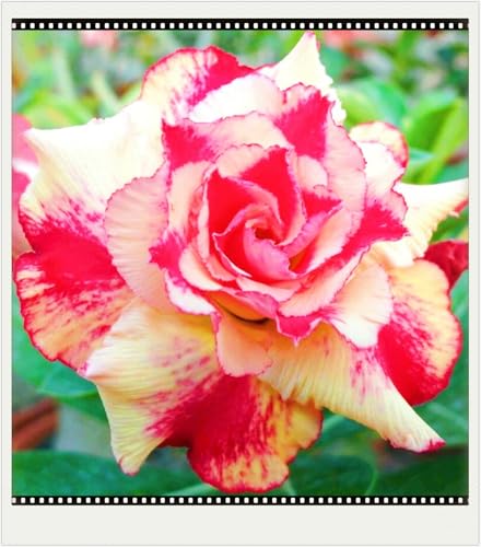 Seltene Wüstenrose Winterhart WüStenrosenknolle Winterhart Seltene Wüstenrose Schönes Bepflanzen von Staudengärten-2knolle-i von IIEDGE