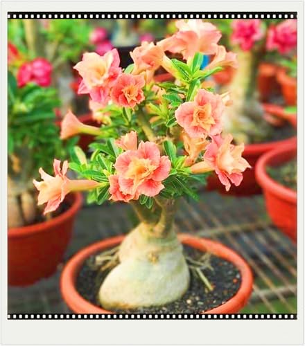 Seltene Wüstenrose Winterhart WüStenrosenknolle Winterhart Seltene Wüstenrose Schönes Bepflanzen von Staudengärten-3knolle-e von IIEDGE