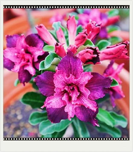 Seltene Wüstenrose Winterhart WüStenrosenknolle Winterhart Seltene Wüstenrose Schönes Bepflanzen von Staudengärten-5knolle-g Seltene Wüstenrose Winterhart WüStenrosenknolle Winterhart Seltene Wüstenrose Schönes Bepflanzen von Staudengärten-5knolle-g von IIEDGE