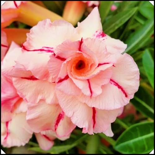 Seltene Wüstenrose WüStenrosenknolle Winterhart Seltene Wüstenrose Winterhart MehrjäHrig Schönes Bepflanzen von Staudengärten von IIEDGE