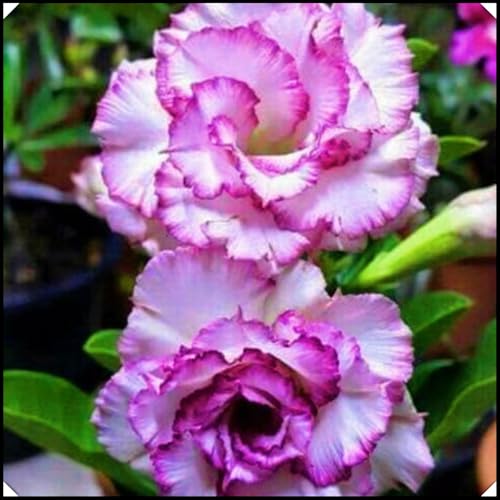 Seltene Wüstenrose WüStenrosenknolle Winterhart Seltene Wüstenrose Winterhart MehrjäHrig Schönes Bepflanzen von Staudengärten von IIEDGE