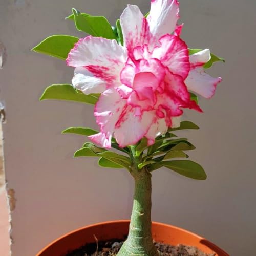 Seltene Wüstenrose WüStenrosenknolle Winterhart Seltene Wüstenrose Winterhart MehrjäHrig Schönes Bepflanzen von Staudengärten von IIEDGE
