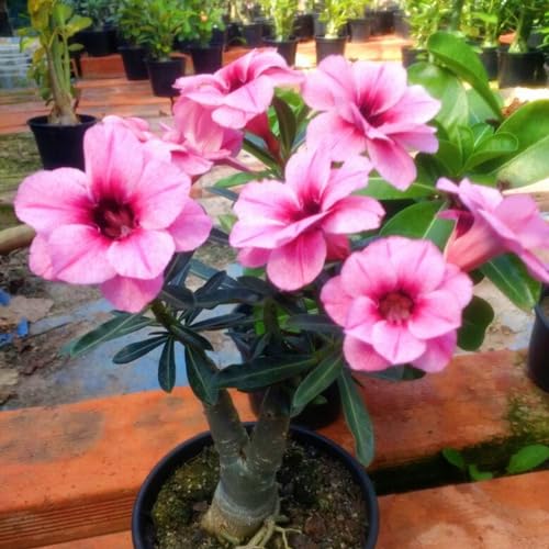 Seltene Wüstenrose WüStenrosenknolle Winterhart Seltene Wüstenrose Winterhart MehrjäHrig Schönes Bepflanzen von Staudengärten von IIEDGE