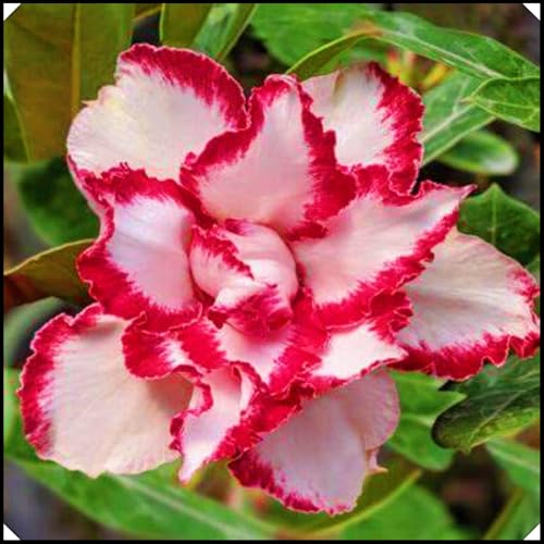 Seltene Wüstenrose WüStenrosenknolle Winterhart Seltene Wüstenrose Winterhart MehrjäHrig Schönes Bepflanzen von Staudengärten von IIEDGE