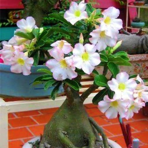 Seltene Wüstenrose WüStenrosenknolle Winterhart Seltene Wüstenrose Winterhart MehrjäHrig Schönes Bepflanzen von Staudengärten von IIEDGE