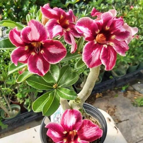 Seltene Wüstenrose WüStenrosenknolle Winterhart Seltene Wüstenrose Winterhart MehrjäHrig Schönes Bepflanzen von Staudengärten von IIEDGE