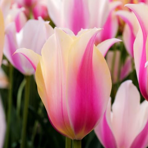 Tulpenzwiebeln Winterhart Seltene Tulpen Seltene Tulpen Winterhart,Schnelles Wachstum,Schönes Bepflanzen von Staudengärten-25zwiebeln-a Tulpenzwiebeln Winterhart Seltene Tulpen Seltene Tulpen Winterhart,Schnelles Wachstum,Schönes Bepflanzen von Staudengärten-25zwiebeln-a von IIEDGE