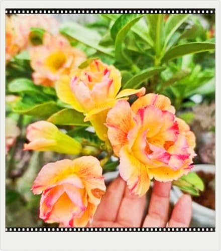 Winterhart Seltene Seltene Wüstenrose Winterhart WüStenrosenknolle Wüstenrose Schönes Bepflanzen von Staudengärten-1knolle-g Winterhart Seltene Seltene Wüstenrose Winterhart WüStenrosenknolle Wüstenrose Schönes Bepflanzen von Staudengärten-1knolle-g von IIEDGE