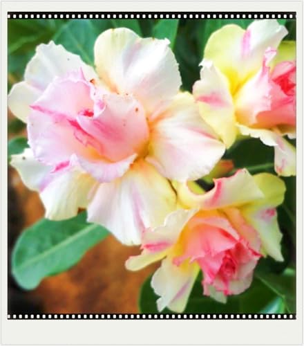 Winterhart Seltene Seltene Wüstenrose Winterhart WüStenrosenknolle Wüstenrose Schönes Bepflanzen von Staudengärten-2knolle-a Winterhart Seltene Seltene Wüstenrose Winterhart WüStenrosenknolle Wüstenrose Schönes Bepflanzen von Staudengärten-2knolle-a von IIEDGE