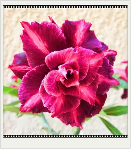 Winterhart Seltene Seltene Wüstenrose Winterhart WüStenrosenknolle Wüstenrose Schönes Bepflanzen von Staudengärten-3knolle-f von IIEDGE