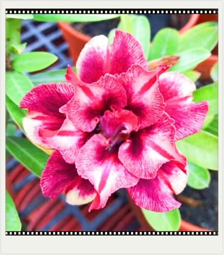 Winterhart Seltene Seltene Wüstenrose Winterhart WüStenrosenknolle Wüstenrose Schönes Bepflanzen von Staudengärten-5knolle-b von IIEDGE