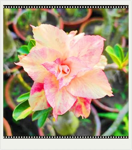 Winterhart Seltene Seltene Wüstenrose Winterhart WüStenrosenknolle Wüstenrose Schönes Bepflanzen von Staudengärten-5knolle-e Winterhart Seltene Seltene Wüstenrose Winterhart WüStenrosenknolle Wüstenrose Schönes Bepflanzen von Staudengärten-5knolle-e von IIEDGE