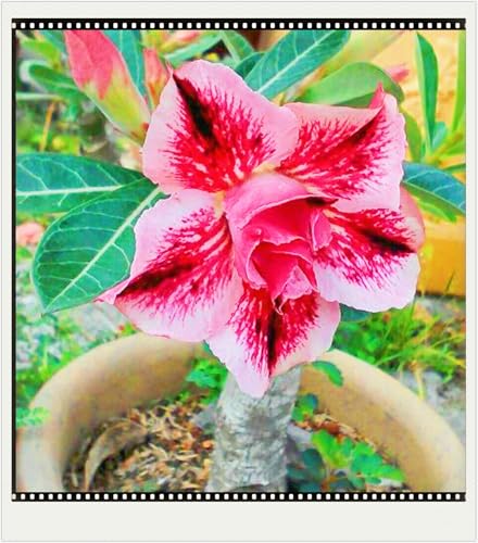 WüStenrosenknolle Winterhart Schnelles Wachstum Seltene Wüstenrose Seltene Wüstenrose Winterhart Schönes Bepflanzen von Staudengärten-1knolle-c von IIEDGE