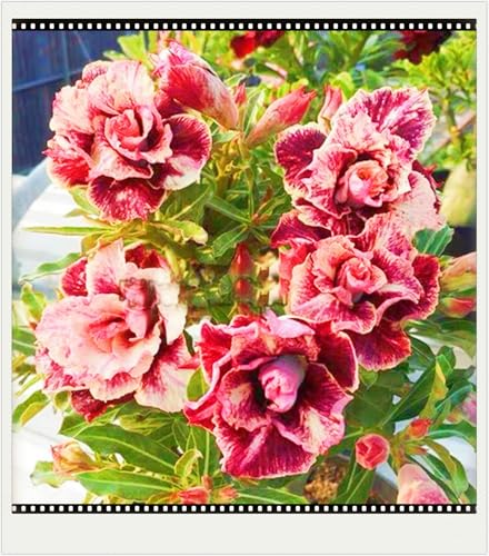 WüStenrosenknolle Winterhart Schnelles Wachstum Seltene Wüstenrose Seltene Wüstenrose Winterhart Schönes Bepflanzen von Staudengärten-1knolle-g von IIEDGE