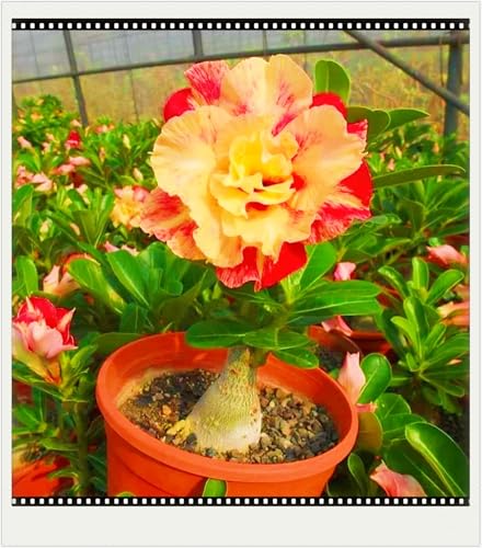 WüStenrosenknolle Winterhart Schnelles Wachstum Seltene Wüstenrose Seltene Wüstenrose Winterhart Schönes Bepflanzen von Staudengärten-1knolle-j WüStenrosenknolle Winterhart Schnelles Wachstum Seltene Wüstenrose Seltene Wüstenrose Winterhart Schönes Bepflanzen von Staudengärten-1knolle-j von IIEDGE