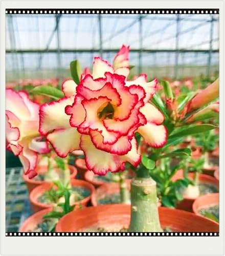 WüStenrosenknolle Winterhart Schnelles Wachstum Seltene Wüstenrose Seltene Wüstenrose Winterhart Schönes Bepflanzen von Staudengärten-2knolle-b von IIEDGE