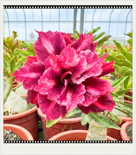 WüStenrosenknolle Winterhart Schnelles Wachstum Seltene Wüstenrose Seltene Wüstenrose Winterhart Schönes Bepflanzen von Staudengärten-3knolle-d WüStenrosenknolle Winterhart Schnelles Wachstum Seltene Wüstenrose Seltene Wüstenrose Winterhart Schönes Bepflanzen von Staudengärten-3knolle-d von IIEDGE