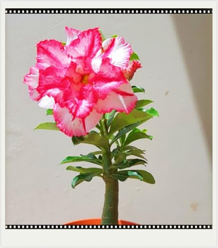 WüStenrosenknolle Winterhart Schnelles Wachstum Seltene Wüstenrose Seltene Wüstenrose Winterhart Schönes Bepflanzen von Staudengärten-3knolle-i WüStenrosenknolle Winterhart Schnelles Wachstum Seltene Wüstenrose Seltene Wüstenrose Winterhart Schönes Bepflanzen von Staudengärten-3knolle-i von IIEDGE