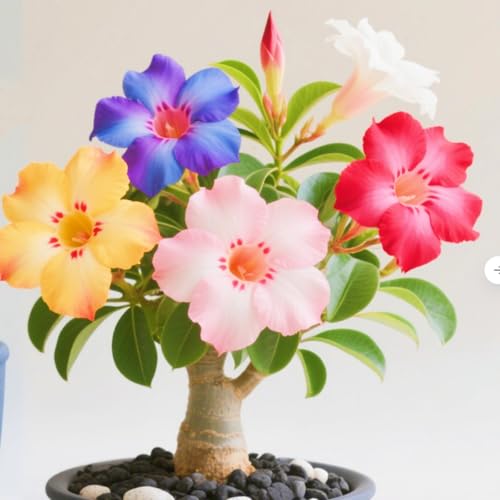WüStenrosenknolle Winterhart Seltene Seltene Wüstenrose Winterhart Wüstenrose Schönes Bepflanzen von Staudengärten-2knolle-a WüStenrosenknolle Winterhart Seltene Seltene Wüstenrose Winterhart Wüstenrose Schönes Bepflanzen von Staudengärten-2knolle-a von IIEDGE