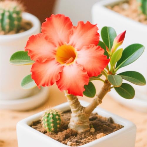 WüStenrosenknolle Winterhart Seltene Seltene Wüstenrose Winterhart Wüstenrose Schönes Bepflanzen von Staudengärten-3knolle-b WüStenrosenknolle Winterhart Seltene Seltene Wüstenrose Winterhart Wüstenrose Schönes Bepflanzen von Staudengärten-3knolle-b von IIEDGE