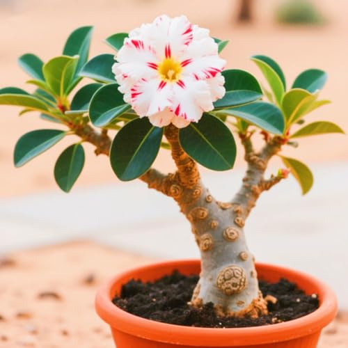 WüStenrosenknolle Winterhart Seltene Seltene Wüstenrose Winterhart Wüstenrose Schönes Bepflanzen von Staudengärten-3knolle-g von IIEDGE