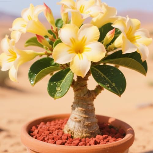 WüStenrosenknolle Winterhart Seltene Seltene Wüstenrose Winterhart Wüstenrose Schönes Bepflanzen von Staudengärten-4knolle-c von IIEDGE