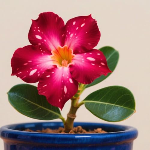 WüStenrosenknolle Winterhart Seltene Seltene Wüstenrose Winterhart Wüstenrose Schönes Bepflanzen von Staudengärten-4knolle-d von IIEDGE