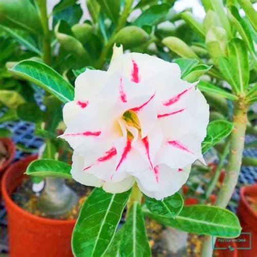 WüStenrosenknolle Winterhart Seltene Wüstenrose Seltene Wüstenrose Winterhart MehrjäHrig Schönes Bepflanzen von Staudengärten-4knolle-a WüStenrosenknolle Winterhart Seltene Wüstenrose Seltene Wüstenrose Winterhart MehrjäHrig Schönes Bepflanzen von Staudengärten-4knolle-a von IIEDGE