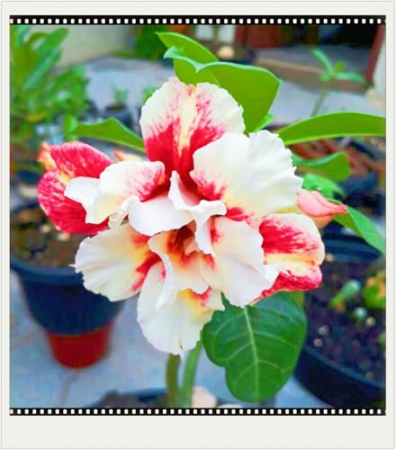 WüStenrosenknolle Winterhart Seltene Wüstenrose Seltene Wüstenrose Winterhart Schnelles Wachstum Schönes Bepflanzen von Staudengärten-1knolle-d von IIEDGE