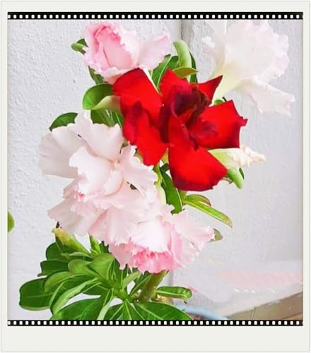 WüStenrosenknolle Winterhart Seltene Wüstenrose Seltene Wüstenrose Winterhart Schnelles Wachstum Schönes Bepflanzen von Staudengärten-1knolle-f von IIEDGE