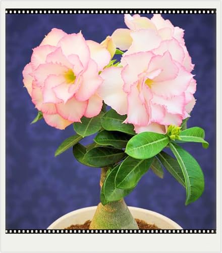 WüStenrosenknolle Winterhart Seltene Wüstenrose Seltene Wüstenrose Winterhart Schnelles Wachstum Schönes Bepflanzen von Staudengärten-2knolle-a von IIEDGE