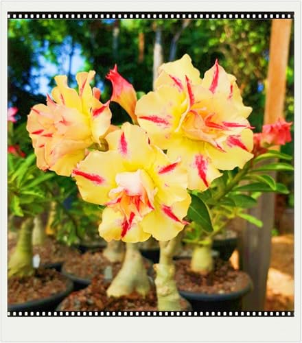 WüStenrosenknolle Winterhart Seltene Wüstenrose Seltene Wüstenrose Winterhart Schnelles Wachstum Schönes Bepflanzen von Staudengärten-4knolle-h von IIEDGE