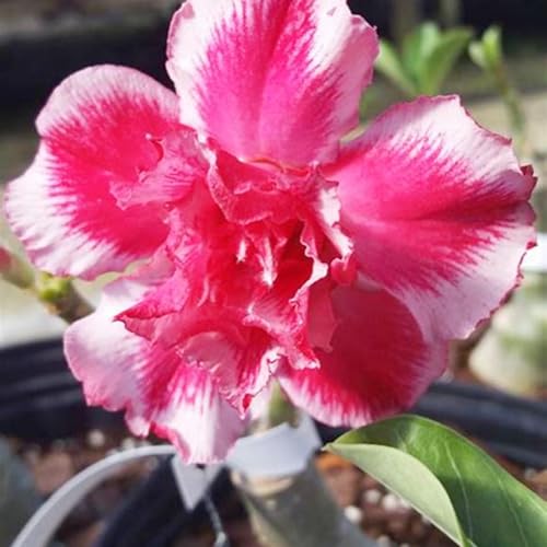 WüStenrosenknolle Winterhart Seltene Wüstenrose Winterhart MehrjäHrig Seltene Wüstenrose Schönes Bepflanzen von Staudengärten-1knolle-g von IIEDGE