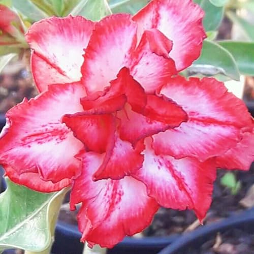WüStenrosenknolle Winterhart Seltene Wüstenrose Winterhart MehrjäHrig Seltene Wüstenrose Schönes Bepflanzen von Staudengärten-3knolle-i WüStenrosenknolle Winterhart Seltene Wüstenrose Winterhart MehrjäHrig Seltene Wüstenrose Schönes Bepflanzen von Staudengärten-3knolle-i von IIEDGE
