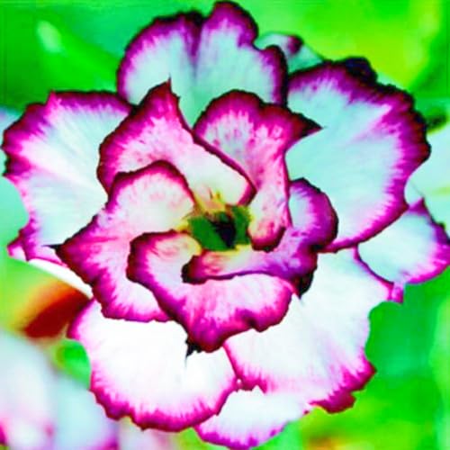 WüStenrosenknolle Winterhart Seltene Wüstenrose Winterhart Schnelles Wachstum Seltene Wüstenrose Schönes Bepflanzen von Staudengärten-1knolle-c von IIEDGE