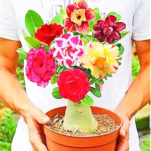 WüStenrosenknolle Winterhart Seltene Wüstenrose Winterhart Schnelles Wachstum Seltene Wüstenrose Schönes Bepflanzen von Staudengärten-2knolle-b von IIEDGE