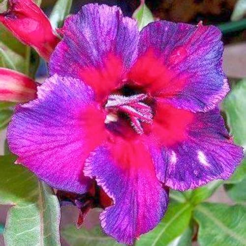 WüStenrosenknolle Winterhart Seltene Wüstenrose Winterhart Schnelles Wachstum Seltene Wüstenrose Schönes Bepflanzen von Staudengärten-2knolle-h von IIEDGE