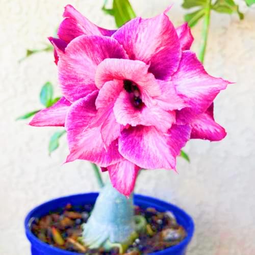 WüStenrosenknolle Winterhart Seltene Wüstenrose Winterhart Schnelles Wachstum Seltene Wüstenrose Schönes Bepflanzen von Staudengärten-3knolle-d WüStenrosenknolle Winterhart Seltene Wüstenrose Winterhart Schnelles Wachstum Seltene Wüstenrose Schönes Bepflanzen von Staudengärten-3knolle-d von IIEDGE