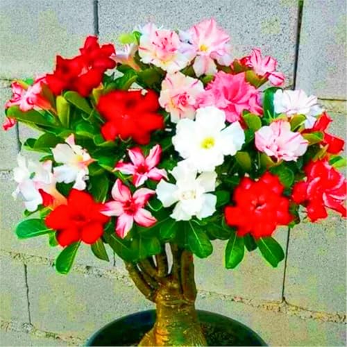 WüStenrosenknolle Winterhart Seltene Wüstenrose Winterhart Schnelles Wachstum Seltene Wüstenrose Schönes Bepflanzen von Staudengärten-4knolle-a von IIEDGE