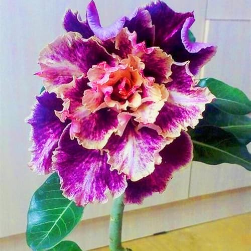 WüStenrosenknolle Winterhart Seltene Wüstenrose Winterhart Schnelles Wachstum Seltene Wüstenrose Schönes Bepflanzen von Staudengärten-5knolle-j von IIEDGE